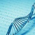 Понятие о гене, строение, функции и свойства гена Ген его строение и свойства классификация генов