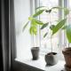 Как вырастить дерево авокадо в домашних условиях из косточки