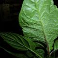 Болезни рассады перцев: листья в пупырышках Почему у перцев пупырчатые листья